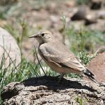 Creamy-rumped Miner / Geositta isabellina