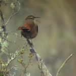Striated Earthcreeper / Geocerthia serrana