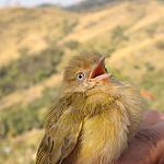 Кустарниковый виреончик / Hylophilus flavipes