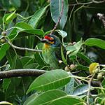 Crimson-fronted Barbet / Psilopogon rubricapillus