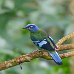 Green Cochoa / Cochoa viridis
