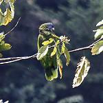 Разноцветный амазон / Amazona versicolor