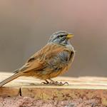 Домовая овсянка / Emberiza sahari