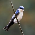 Патагонская ласточка / Pygochelidon cyanoleuca