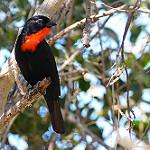 Scarlet-throated Tanager / Compsothraupis loricata