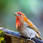 Crimson-browed Finch / Carpodacus subhimachalus