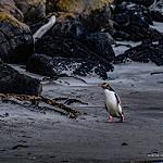 Великолепный пингвин / Megadyptes antipodes