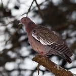 Серебристый вяхирь / Columba argentina