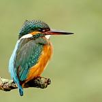 Зимородок / Alcedo atthis