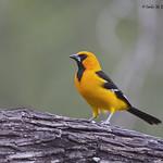 Галстучный трупиал / Icterus gularis