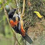 Rufous-backed Sibia / Leioptila annectens