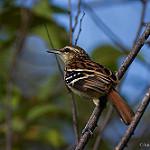 Гайра / Myrmorchilus strigilatus