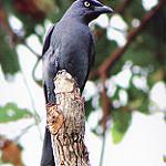 Blackish Cuckooshrike / Edolisoma coerulescens