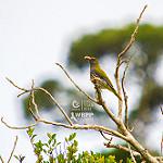Philippine Oriole / Oriolus steerii