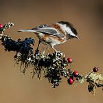 Chestnut-backed Chickadee / Poecile rufescens