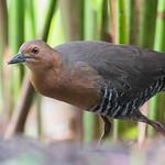 Band-bellied Crake / Zapornia paykullii