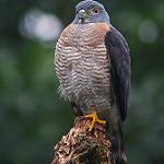 Рыжегрудый зубцеклювый коршун / Harpagus bidentatus