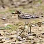 Indian Stone-curlew / Burhinus indicus