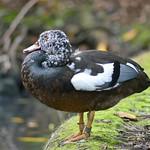 White-winged Duck / Asarcornis scutulata