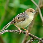 Coastal Cisticola / Cisticola haematocephalus