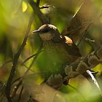 Chestnut-backed Thornbird / Phacellodomus dorsalis