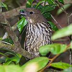 Tooth-billed Bowerbird / Scenopoeetes dentirostris
