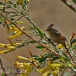 Brown-capped Tit-Spinetail / Leptasthenura fuliginiceps