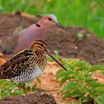 Африканский бекас / Gallinago nigripennis