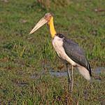 Lesser Adjutant / Leptoptilos javanicus