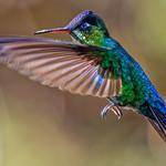 Fiery-throated Hummingbird / Panterpe insignis