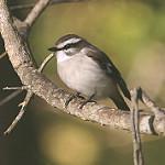 White-browed Robin / Poecilodryas superciliosa