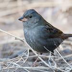 Сизая овсянка / Emberiza variabilis