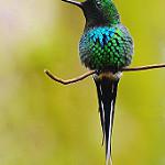 Green Thorntail / Discosura conversii