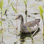 Американская камышница / Gallinula galeata