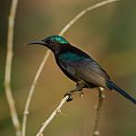 Copper-throated Sunbird / Leptocoma calcostetha