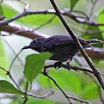 Alagoas Antwren / Myrmotherula snowi