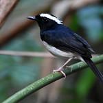 Copsychus superciliaris
