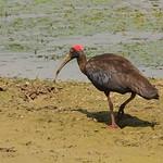 Red-naped Ibis / Pseudibis papillosa