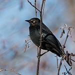 Ржавчатый трупиал / Euphagus carolinus