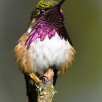 Винногорлый эльф / Selasphorus ellioti