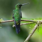 Колибри / Trochilidae фото