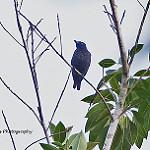 Rennell Starling / Aplonis insularis