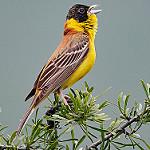 Черноголовая овсянка / Emberiza melanocephala