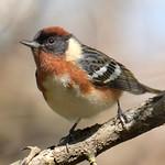 Bay-breasted Warbler / Setophaga castanea