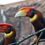 Огненный гомрай / Buceros hydrocorax