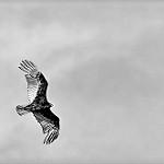 Turkey Vulture / Cathartes aura
