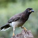 Бурая сойка / Cyanocorax morio