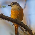 Somali Thrush / Turdus ludoviciae