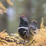 Дикуша / Falcipennis falcipennis