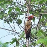 Kaempfer's Woodpecker / Celeus obrieni